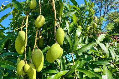 The easiest way to grow a mango tree from seed