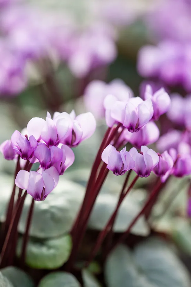 Cyclamen purple and white winter flowers shooting to the side