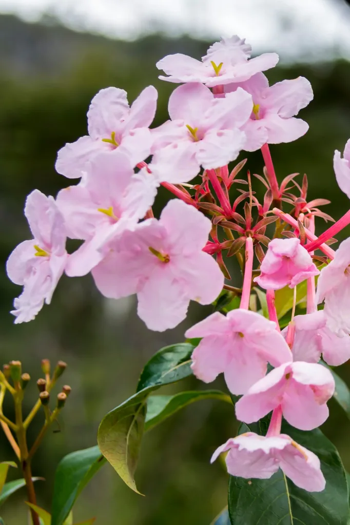 fragrant flowers