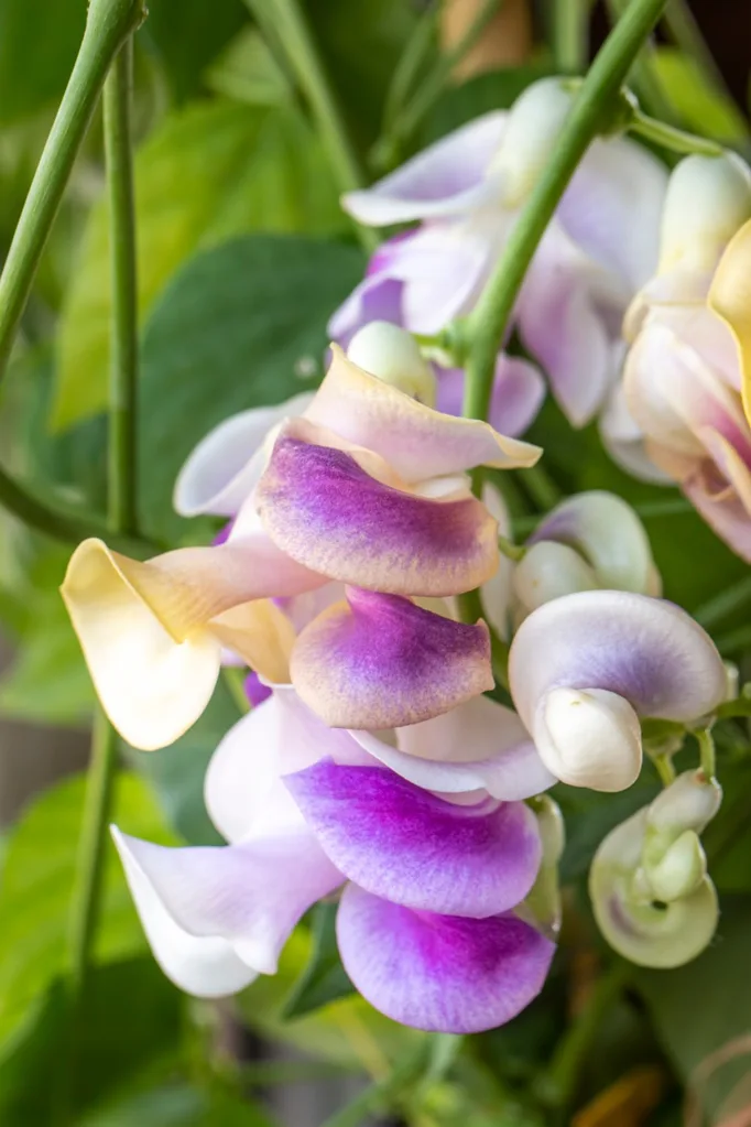 fragrant flowers