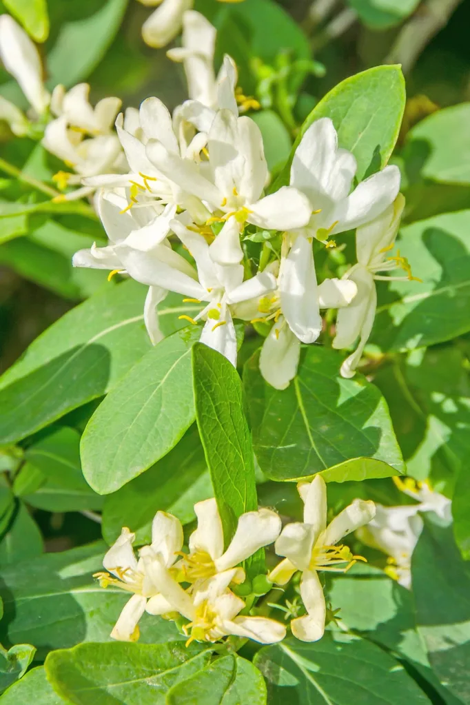 fragrant flowers