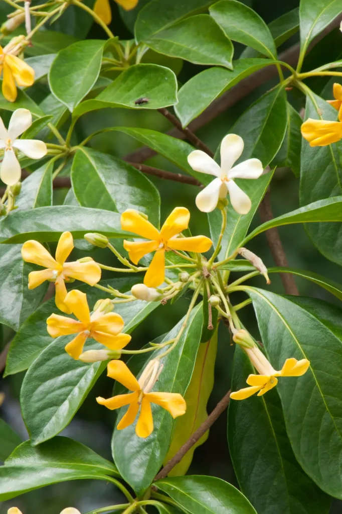 fragrant flowers