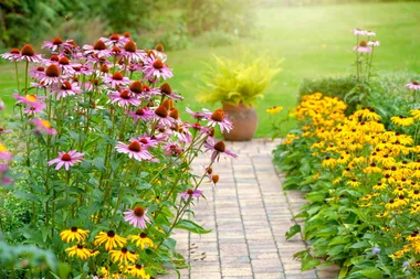 This is the simplest way to multiply your plants and fill your garden