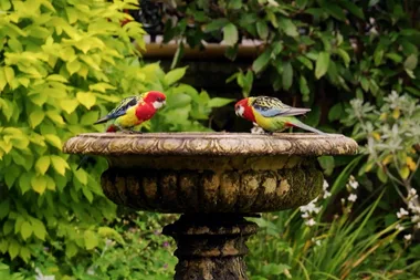 Graham visits Corinda’s gardens