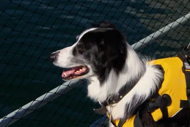 Meet the seagull patrol squad at the Sydney Opera House