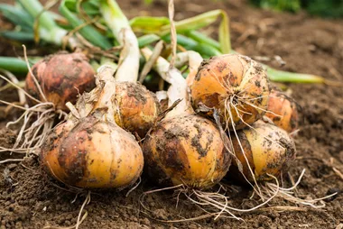 How to grow onions