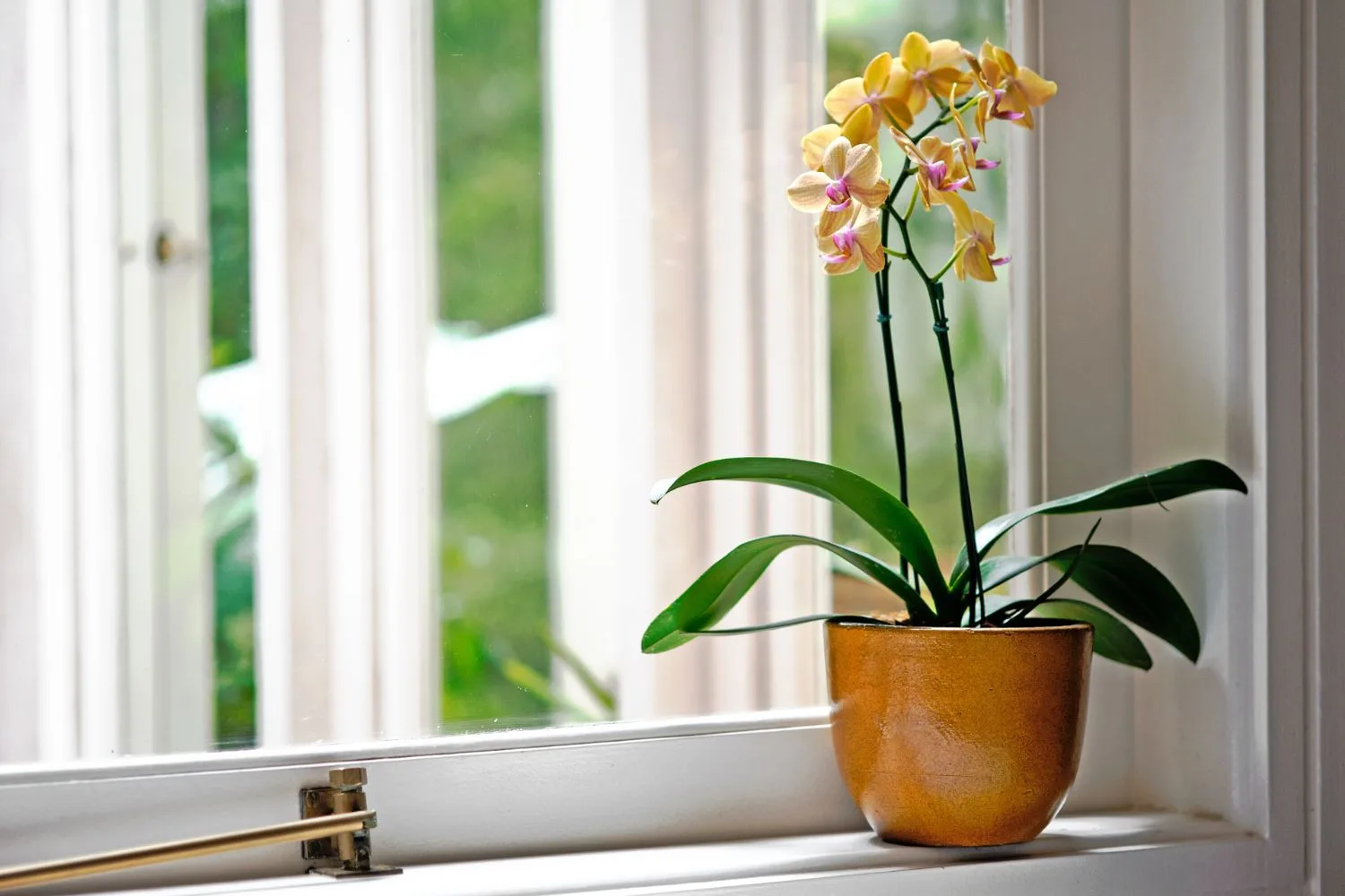 Your Valentine isn’t much of a flower person? Send them an indoor plant instead