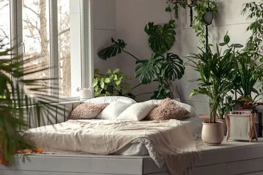 You can now make your plants glow in the dark