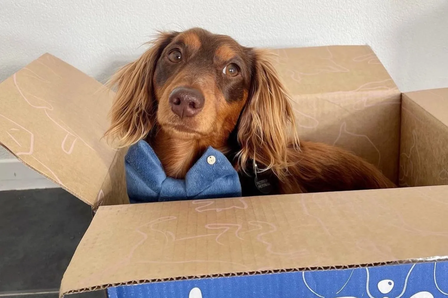 Best dog subscription box australia discount