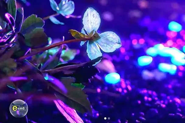 glow in the dark plants