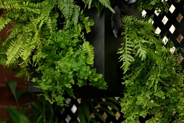 How to create a hanging garden