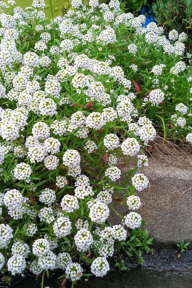 sweet alyssum white flowers