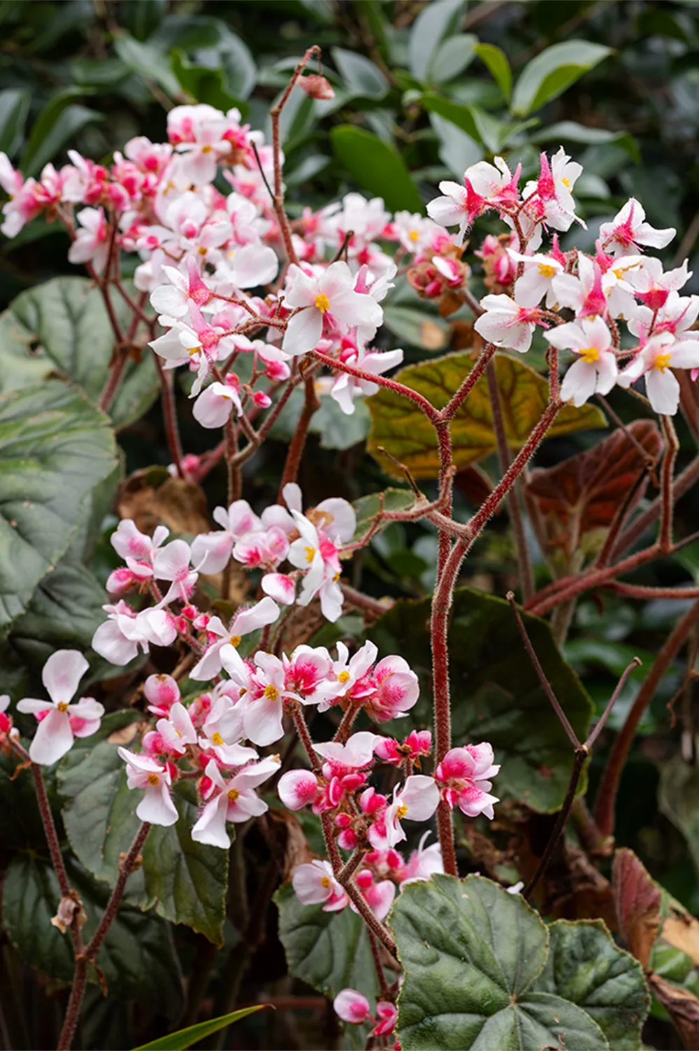 How to grow elephant ear begonia
