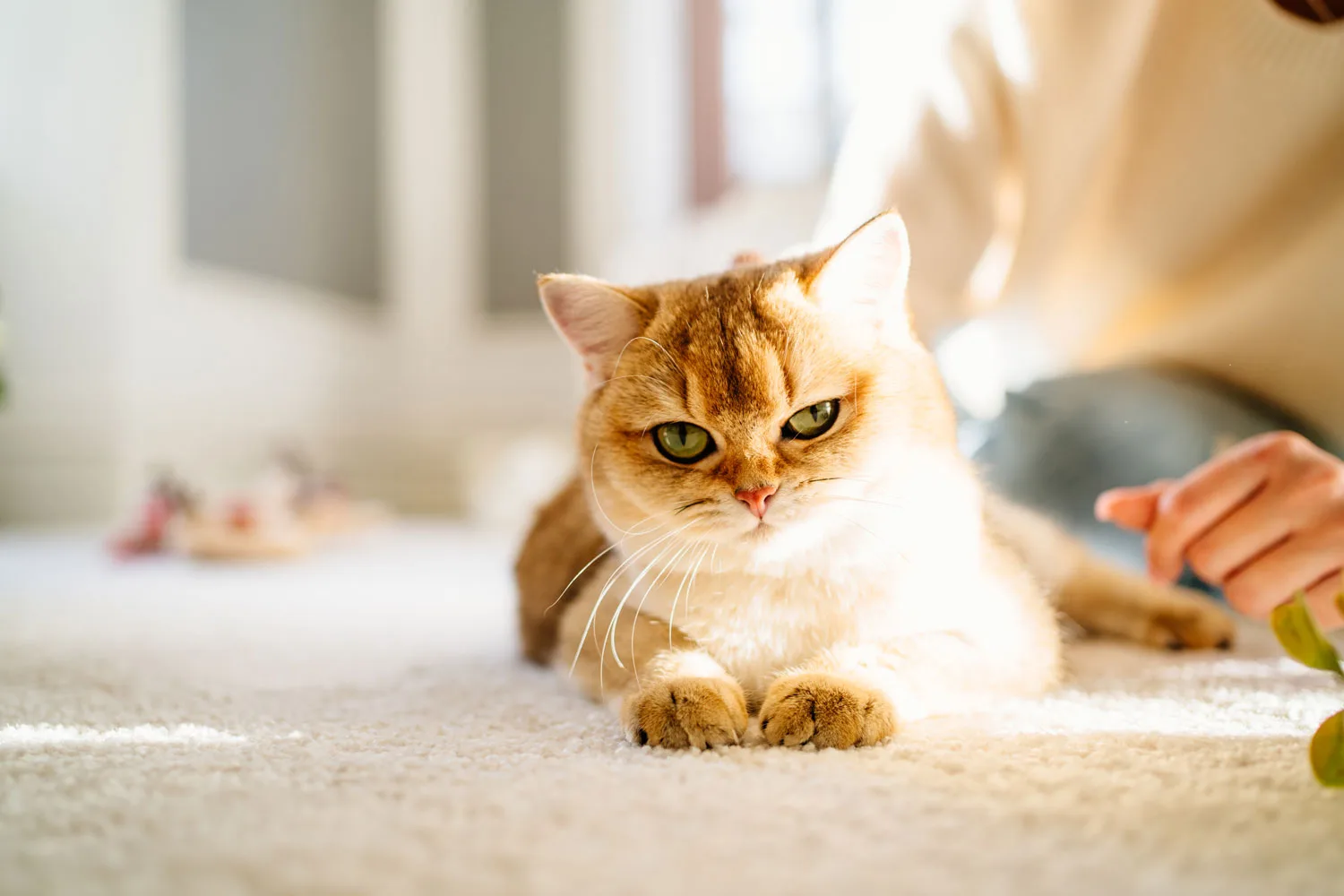 how to get cat pee out of the carpet