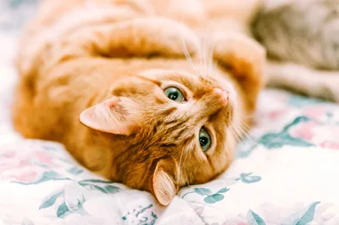 Mums share the products that actually remove cat pee from your carpet