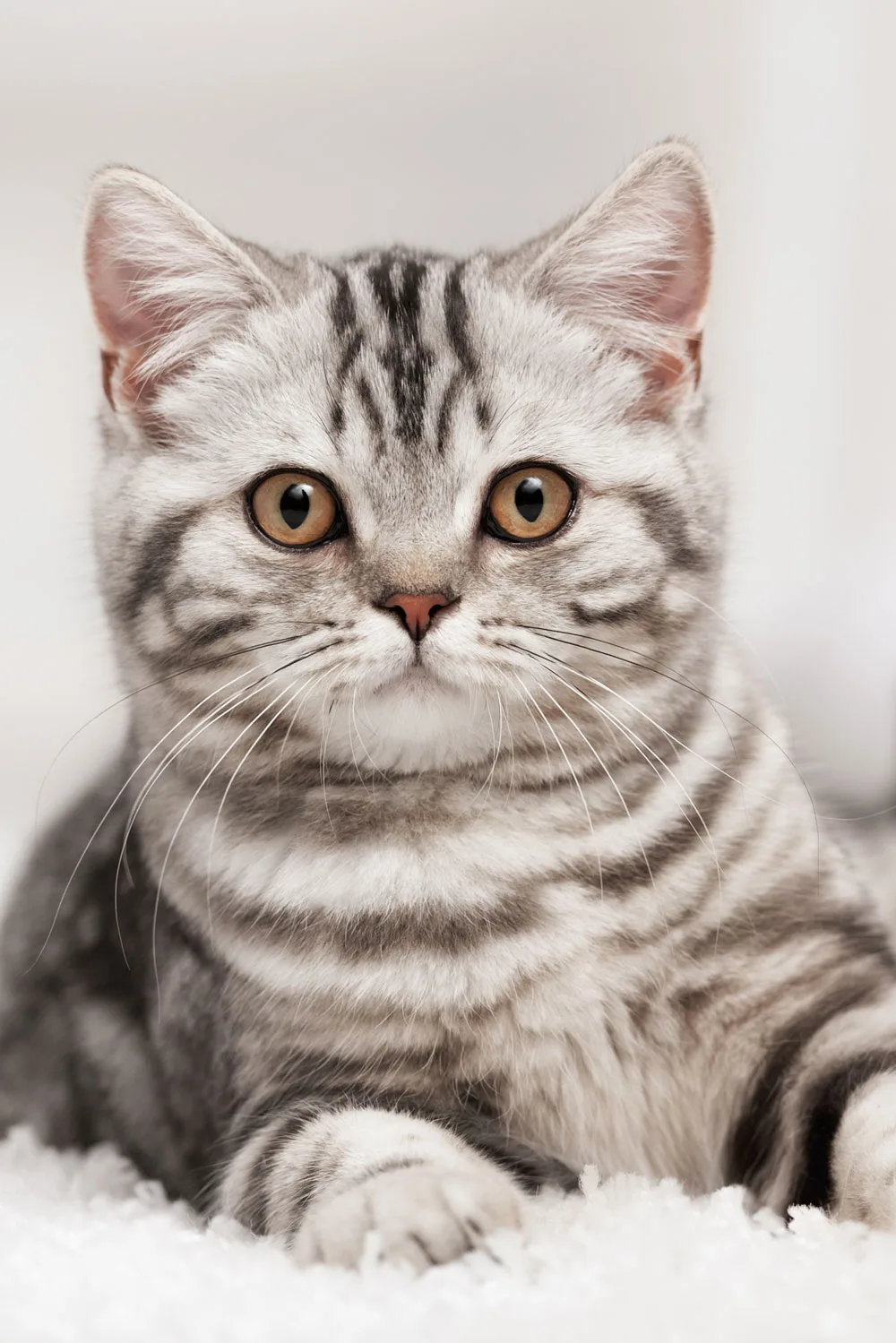 cat pee cleaner