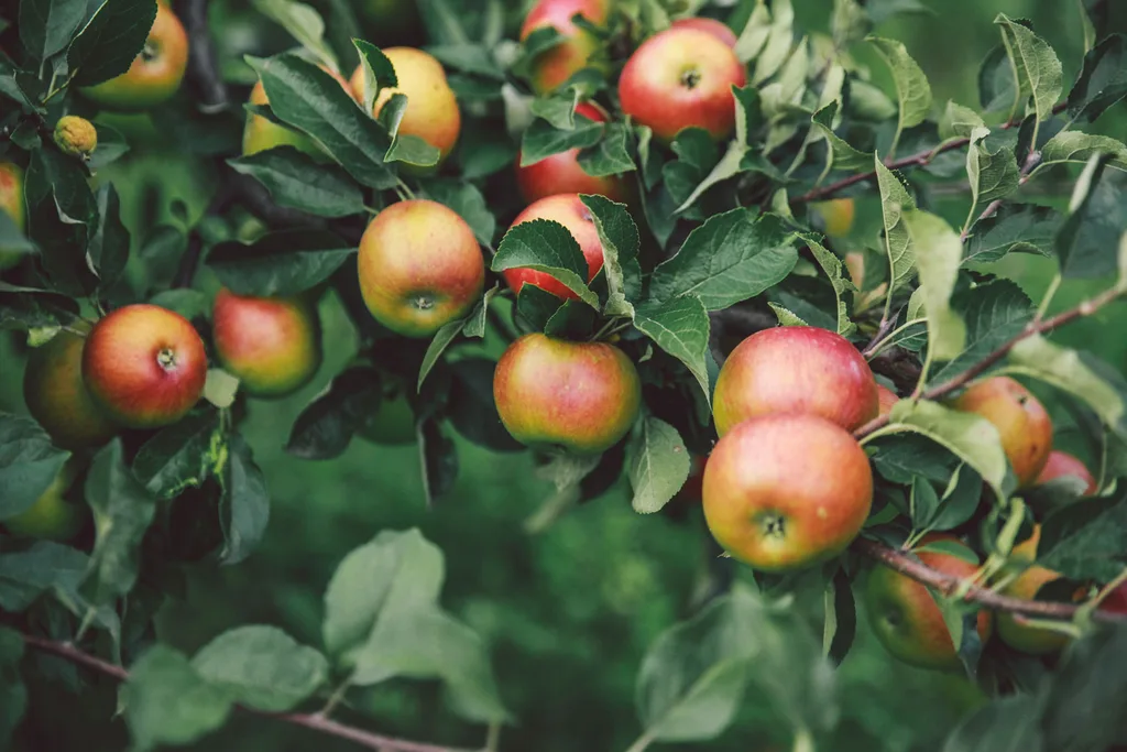 apples growing on a tree