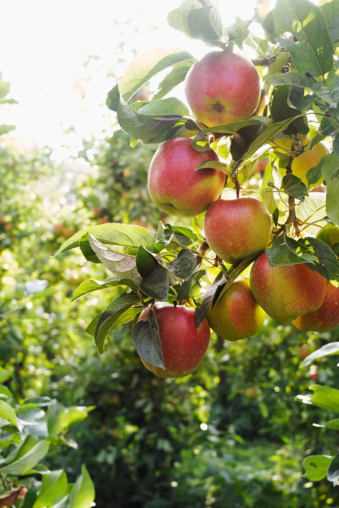 how to grow apples from seed