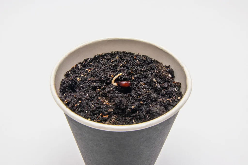 apple seed sprouting in a pot