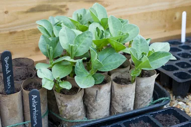 How to make pots out of toilet rolls