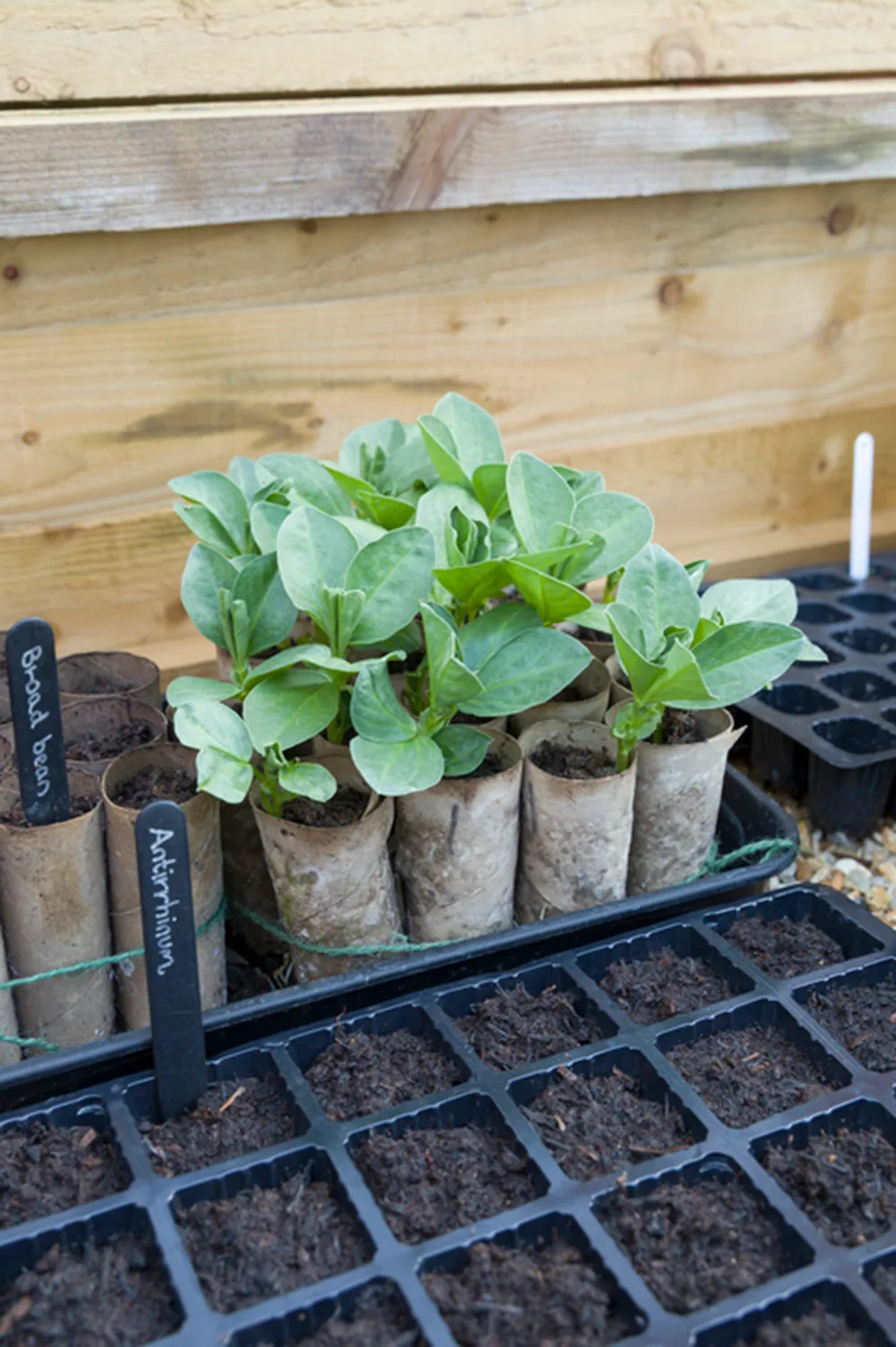 How to make pots out of toilet rolls