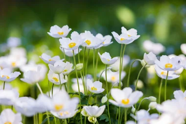 19 white flowers perfect for planting a stunning all-white garden