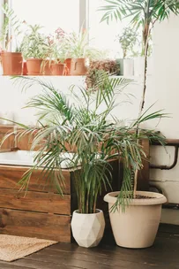 Moisture-absorbing plants for the home, available with a Bing Lee discount code