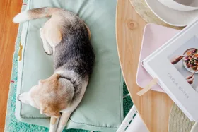 The 8 best dog beds to keep your pooch comfy and well-rested
