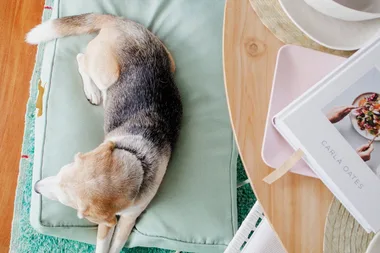 The 8 best dog beds to keep your pooch comfy and well-rested