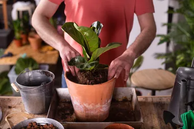 This is the best way to propagate a fiddle leaf fig so that it actually develops into a plant