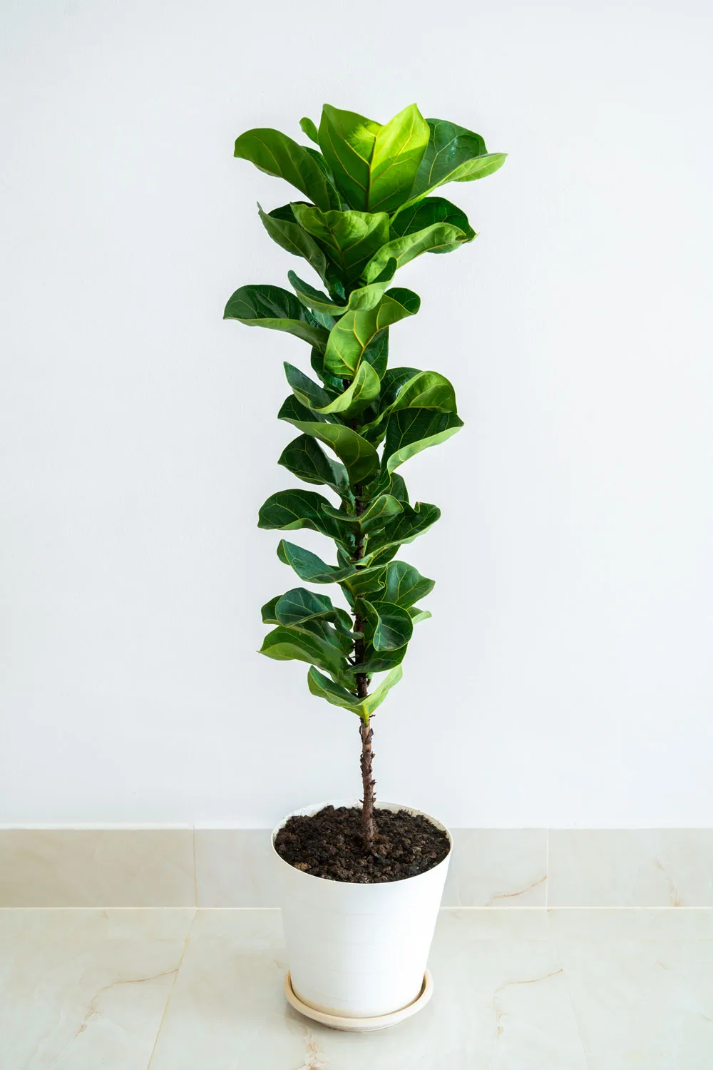 Fiddle leaf fig