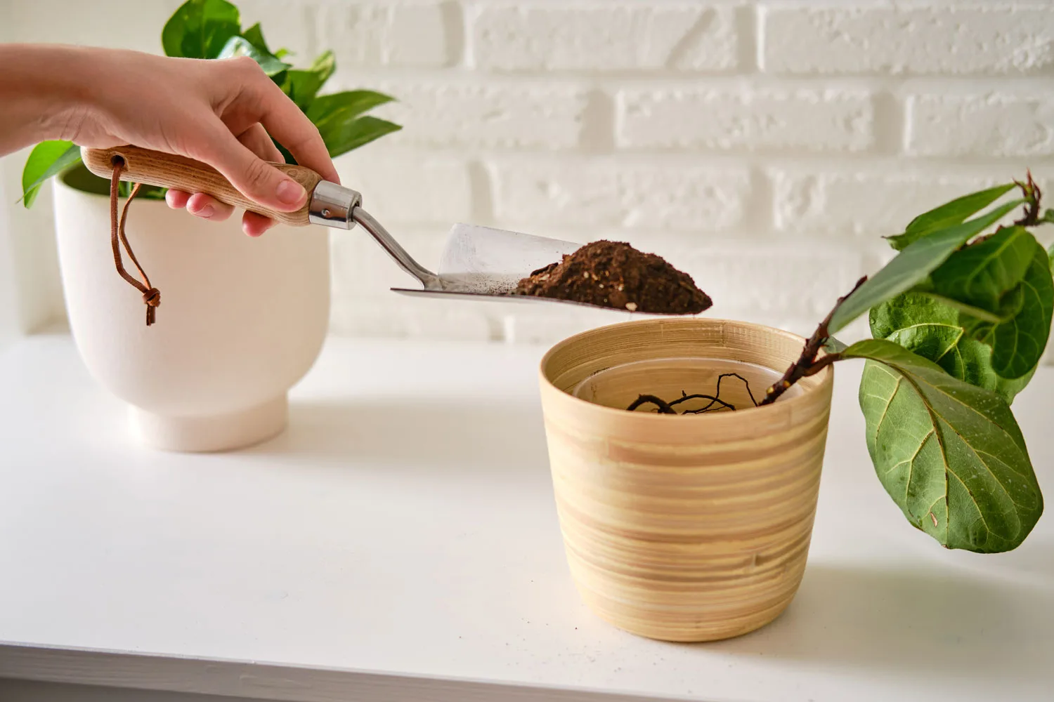 transplanting a fiddle leaf fig cutting in to a bamboo pot