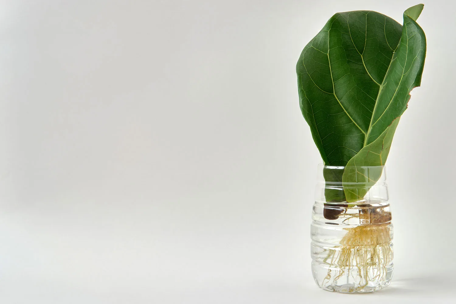 fiddle leaf fig leaf growing roots in water