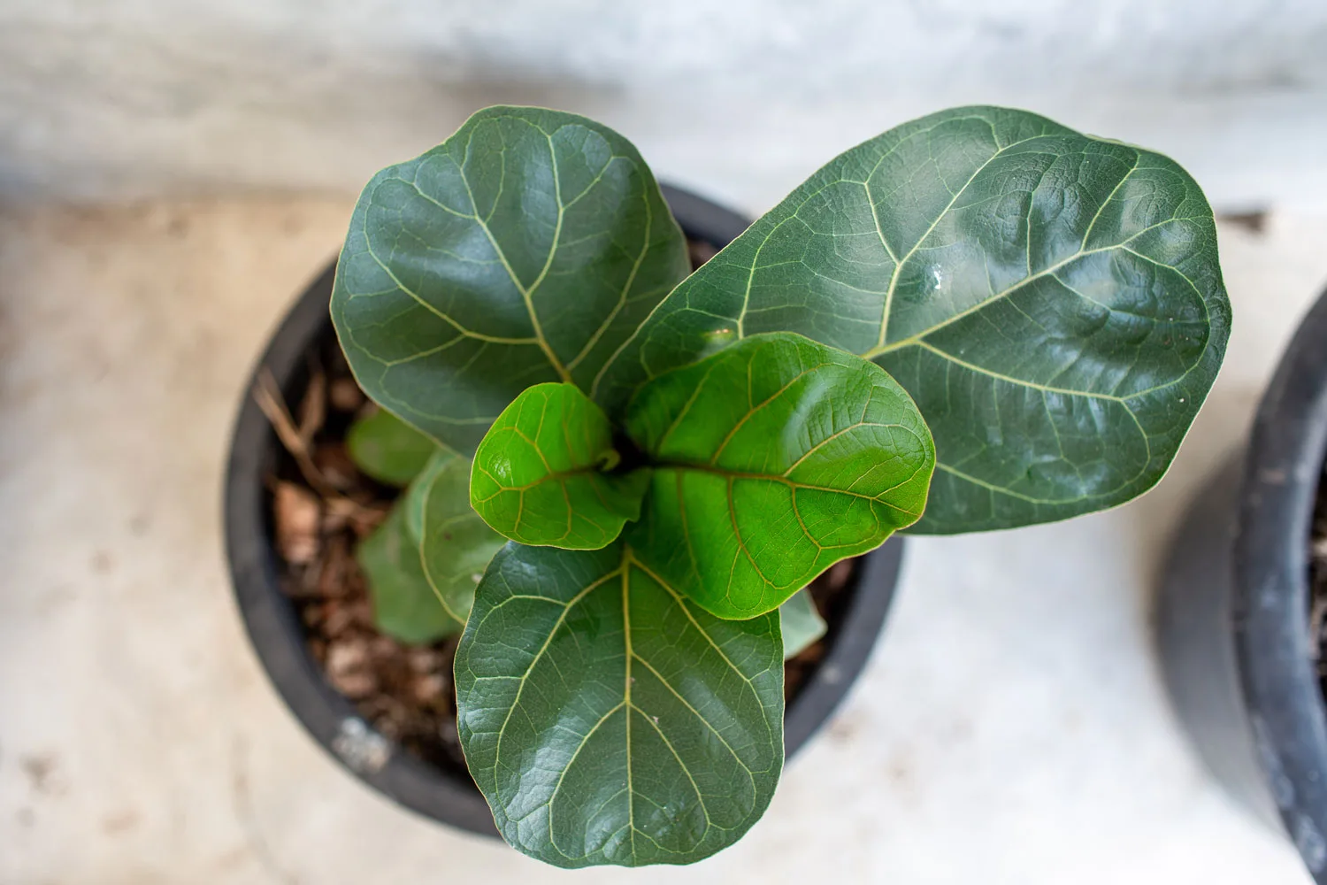 fiddle leaf fig leaves