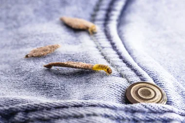 How to stop moths from laying eggs on your clothes and in your flour