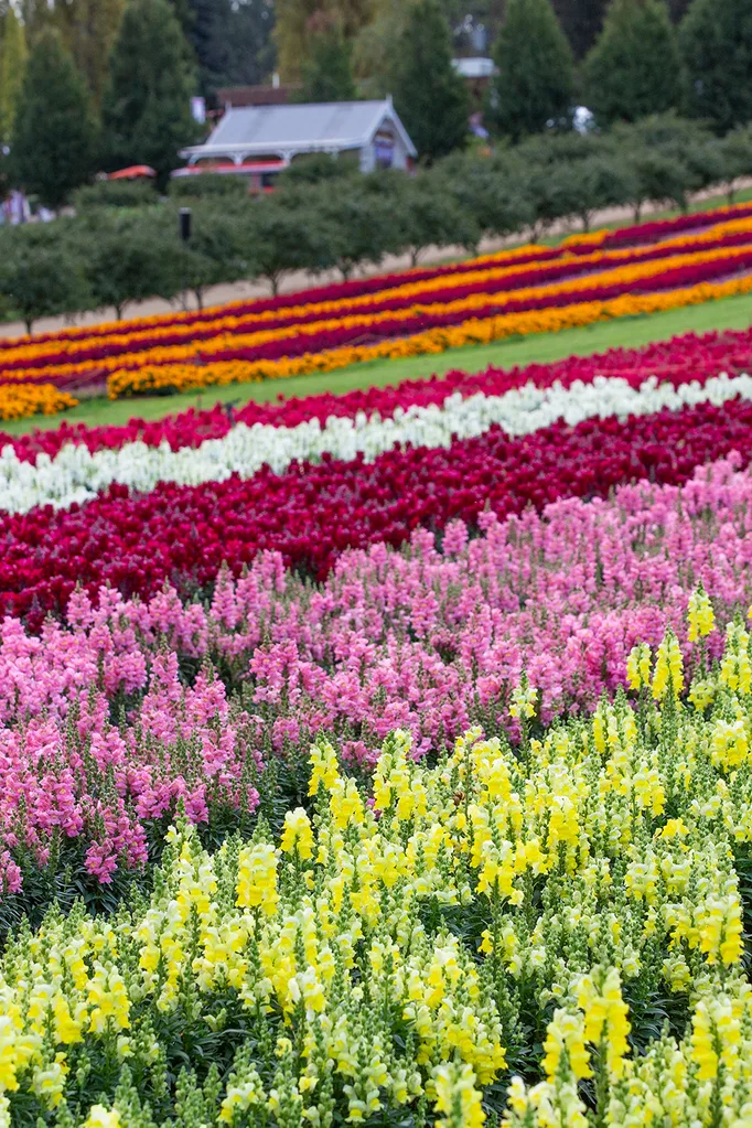 Take a tour of the Kabloom Festival of Flowers with Graham