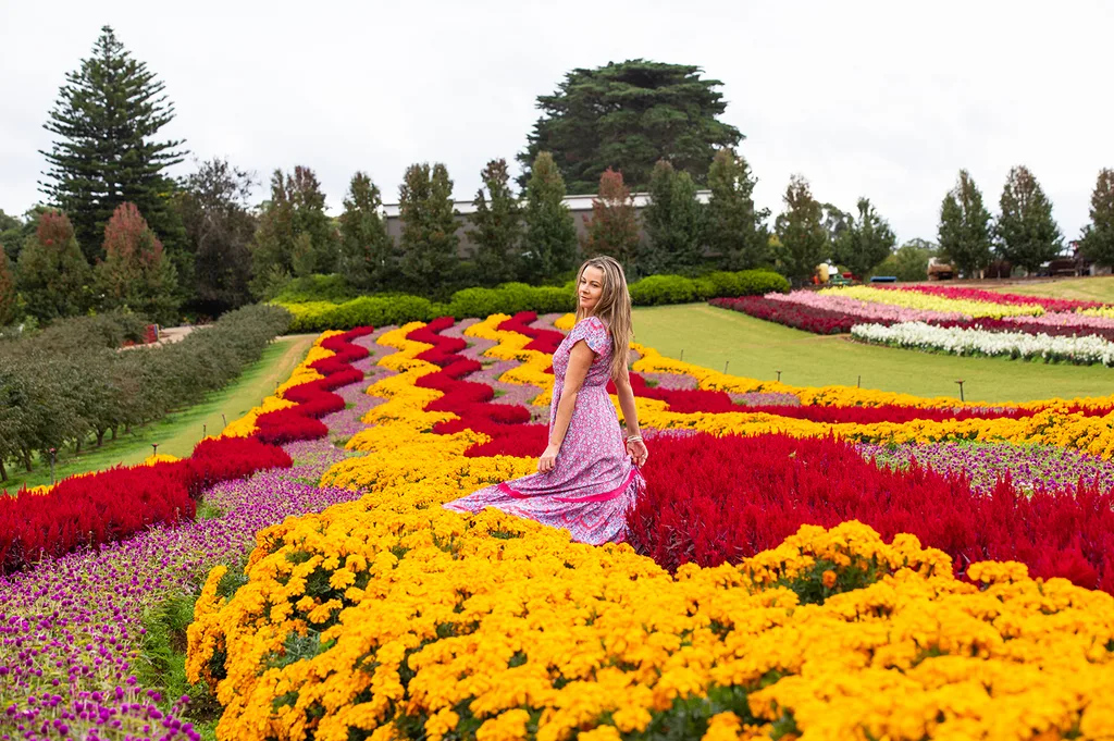 marigolds