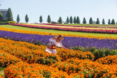 Get ready to roam through fields of blooms to your heart's content.