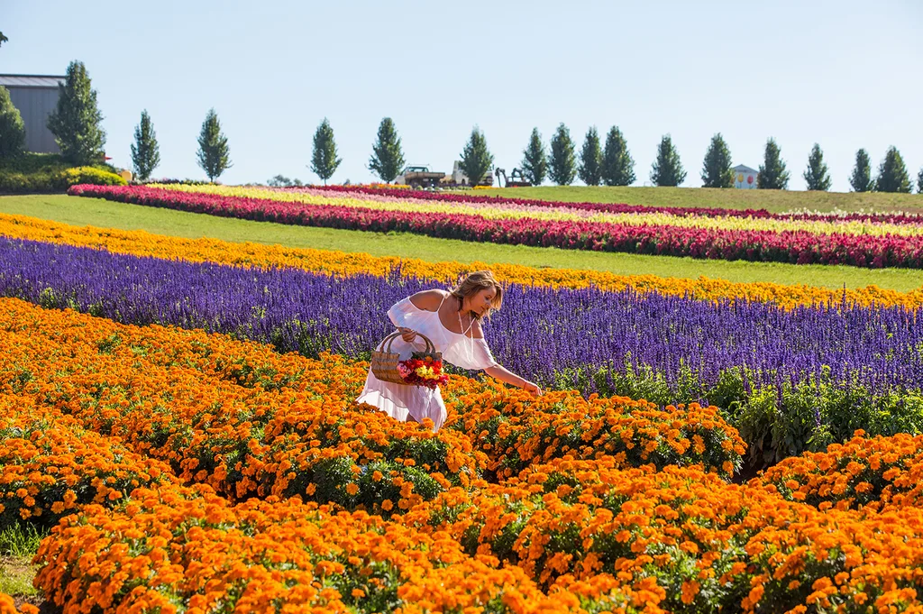 Get ready to roam through fields of blooms to your heart's content.
