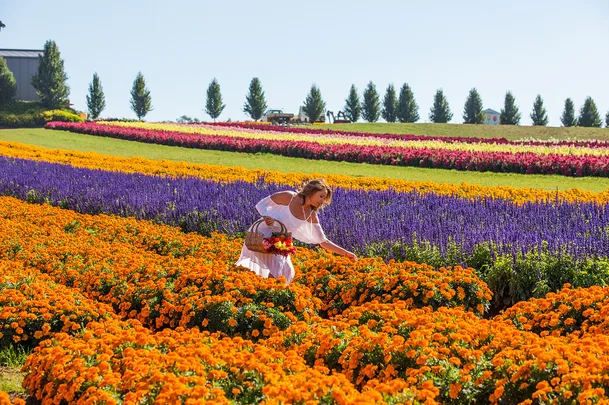 Get ready to roam through fields of blooms to your heart's content.