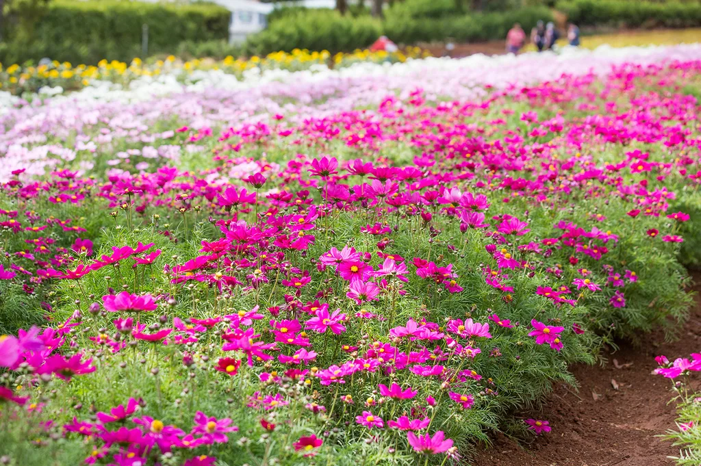 A field of pink cosmos.