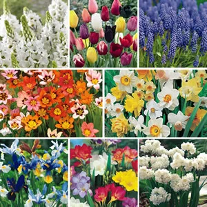 100 Days Of Colour Collection