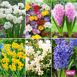 Fragrant collection bulbs