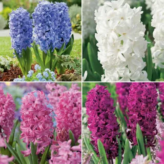 Hyacinth Collection