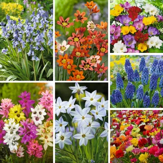 Plant and Forget Collection