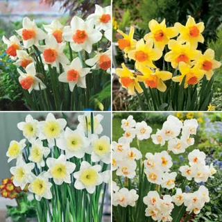 Daffodil Garden Collection