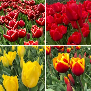 Tulip Blaze Collection