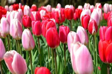 How to grow bulbs