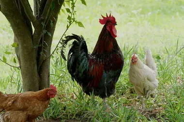 How to tame an aggressive rooster
