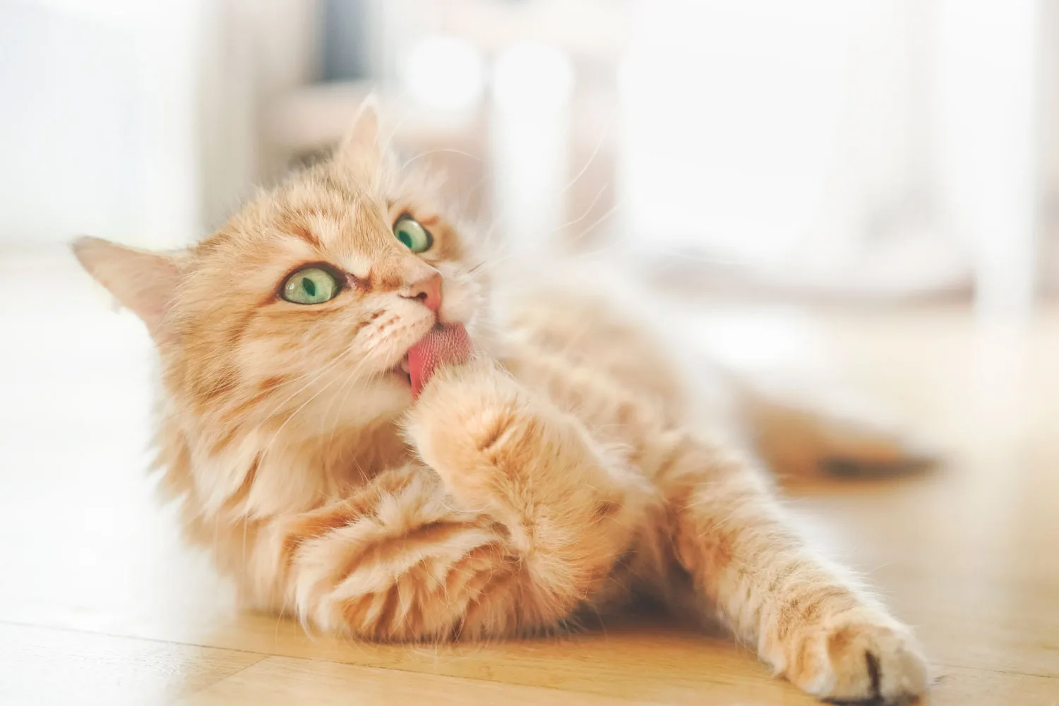 cat licking paw pet insurance